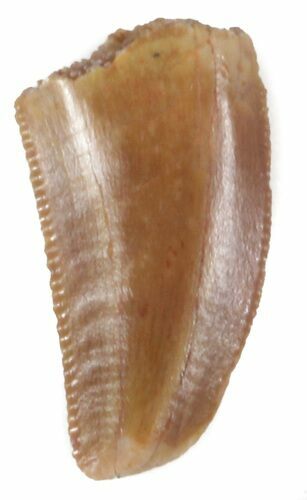Serrated, Raptor Tooth - Morocco #36786